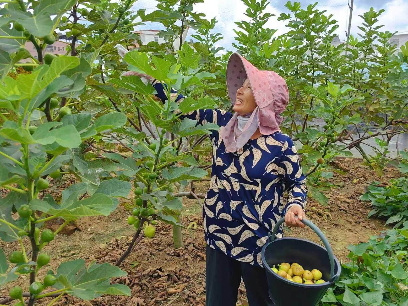 韶關樂昌 '甜蜜果'身價翻倍，果農樂享產業鏈發展'紅利'