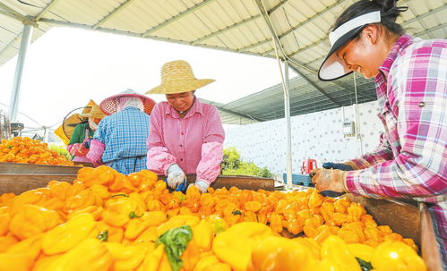 海口農產品品牌 從初級農產品到多元品牌矩陣的華麗蛻變