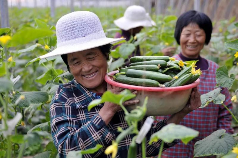 張紅宇解讀 我國農民合作社的發展趨勢與初級農產品升級之路