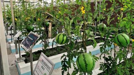 直掛云帆濟滄海——濰坊國家農(nóng)業(yè)開放發(fā)展綜合試驗區(qū)創(chuàng)新賦能“三個模式”構(gòu)建農(nóng)業(yè)開放發(fā)展新體系的家禽家畜實踐